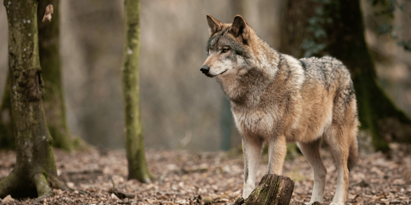 Deuxième loup abattu dans le Doubs : quand expérimentation rime avec extermination